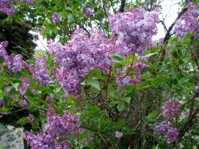 photo coins arrondis